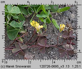 Oxalis repens (szczawik płożący się)