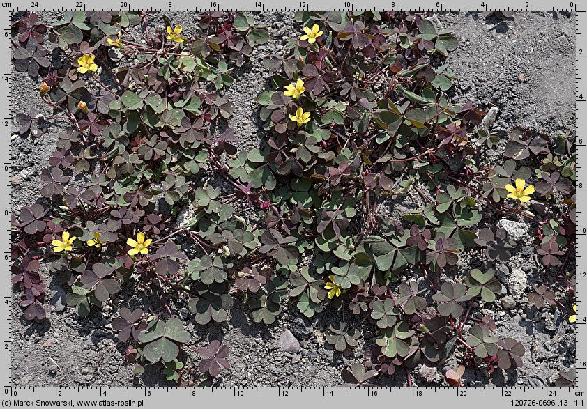 Oxalis repens (szczawik płożący się)