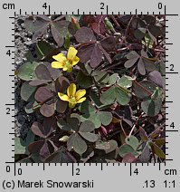 Oxalis repens (szczawik płożący się)