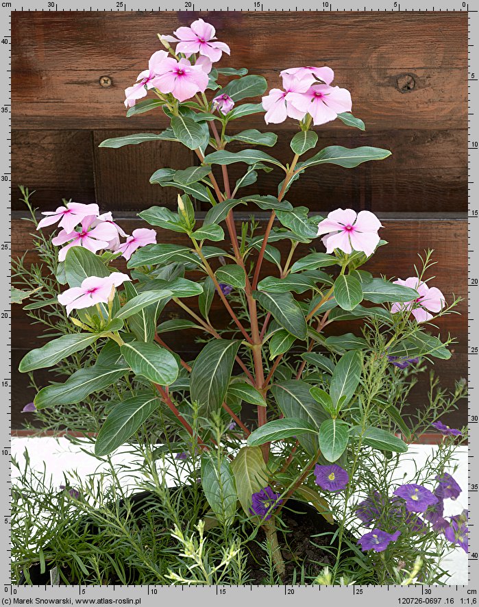 Catharanthus roseus (barwinek różowy)