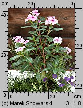 Catharanthus roseus (barwinek różowy)