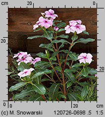 Catharanthus roseus (barwinek różowy)