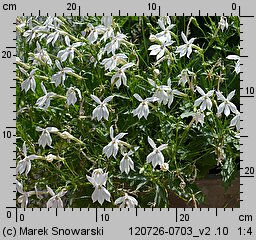 Isotoma axillaris (laurencja)