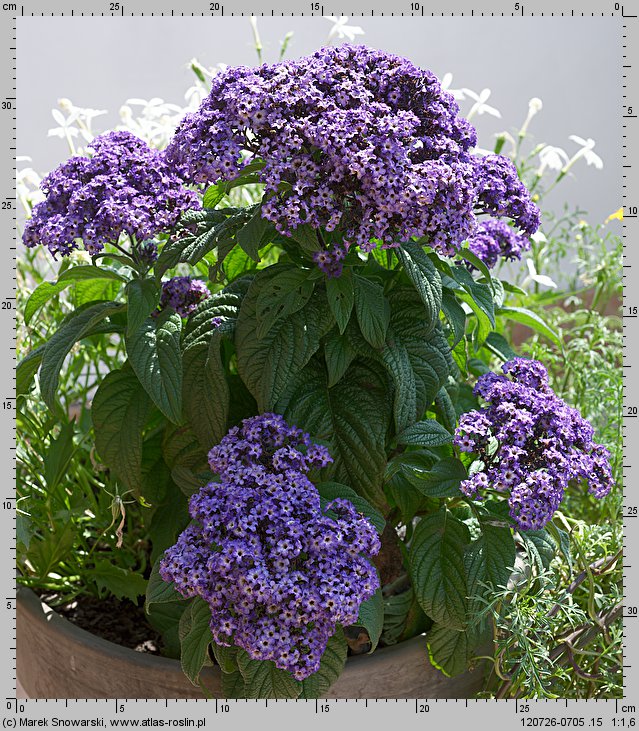 Heliotropium arborescens (heliotrop peruwiański)