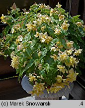 Begonia ×tuberhybrida (begonia bulwiasta)