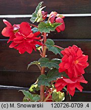 Begonia ×tuberhybrida (begonia bulwiasta)