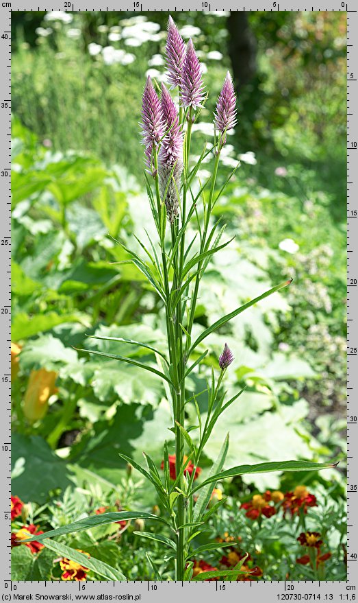 Celosia argentea var. spicata (celozja srebrzysta odm. kłosowa)