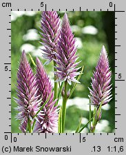 Celosia argentea var. spicata (celozja srebrzysta odm. kłosowa)