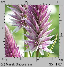 Celosia argentea var. spicata (celozja srebrzysta odm. kłosowa)