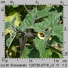 Physalis peruviana (miechunka peruwiańska)