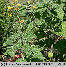 Physalis peruviana (miechunka peruwiańska)