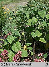 Physalis peruviana (miechunka peruwiańska)