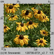 Rudbeckia hirta (rudbekia owłosiona)