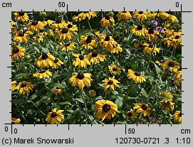 Rudbeckia hirta (rudbekia owłosiona)