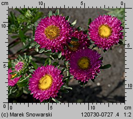 Callistephus chinensis (aster chiński)