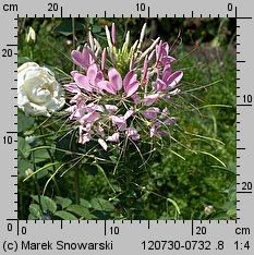 Cleome hassleriana (kleome kolczasta)