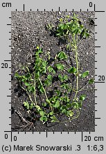 Oxalis fontana (szczawik żółty)