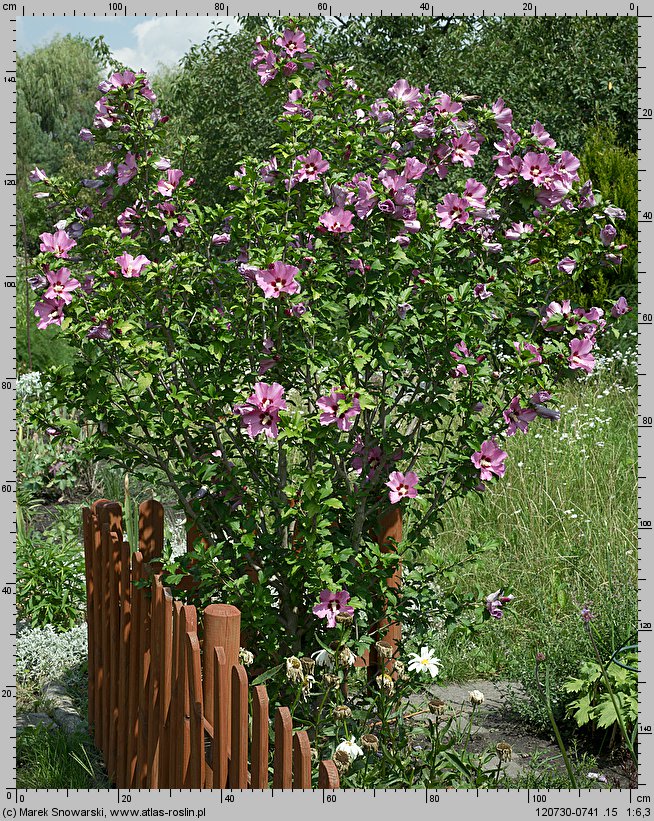 Hibiscus syriacus (ketmia syryjska)