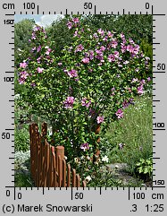 Hibiscus syriacus (ketmia syryjska)