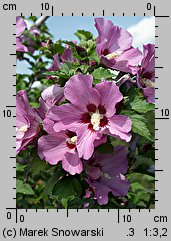 Hibiscus syriacus (ketmia syryjska)