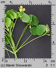 Oxalis fontana (szczawik żółty)