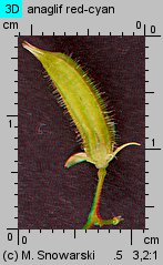 Oxalis fontana (szczawik żółty)