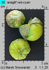 Physalis ixocarpa (miechunka pomidorowa)