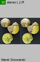 Physalis ixocarpa (miechunka pomidorowa)