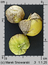 Physalis ixocarpa (miechunka pomidorowa)