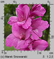 Gladiolus ×hybridus (mieczyk ogrodowy)