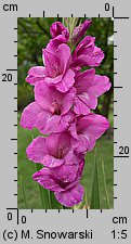 Gladiolus ×hybridus (mieczyk ogrodowy)