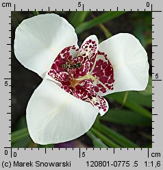 Tigridia pavonia (tygrysówka pawia)