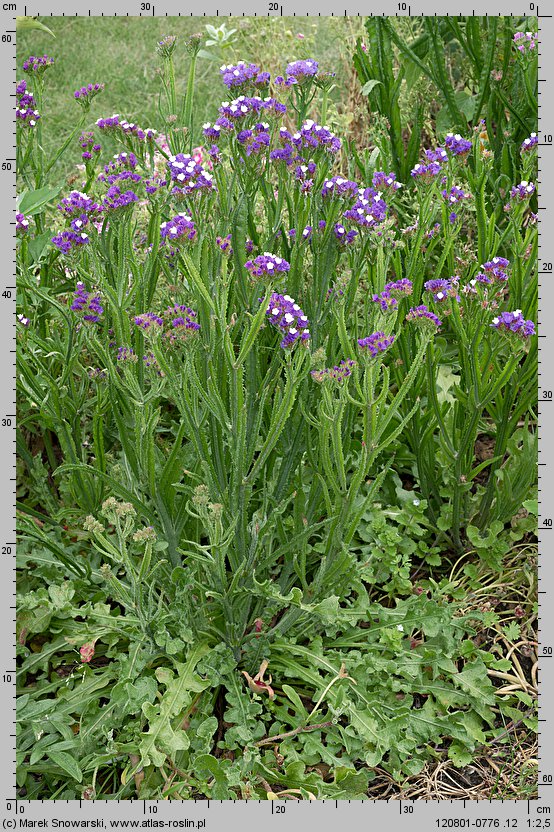 Limonium sinuatum (zatrwian wrębny)