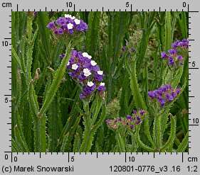 Limonium sinuatum (zatrwian wrębny)