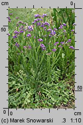 Limonium sinuatum (zatrwian wrębny)