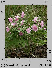 Alcea rosea (malwa różowa)