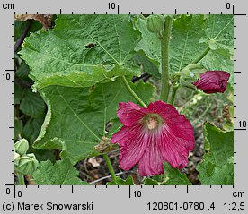 Alcea rosea (malwa różowa)