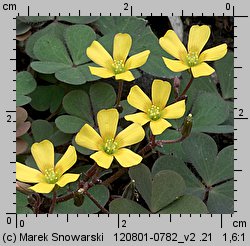 Oxalis repens (szczawik płożący się)