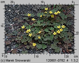 Oxalis repens (szczawik płożący się)