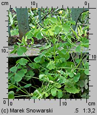 Oxalis fontana (szczawik żółty)