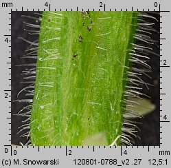 Oxalis fontana (szczawik żółty)