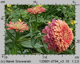 Zinnia elegans (cynia wytworna)