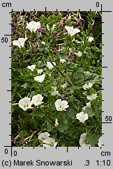 Malope trifida (ślęzawa trójwrębna)