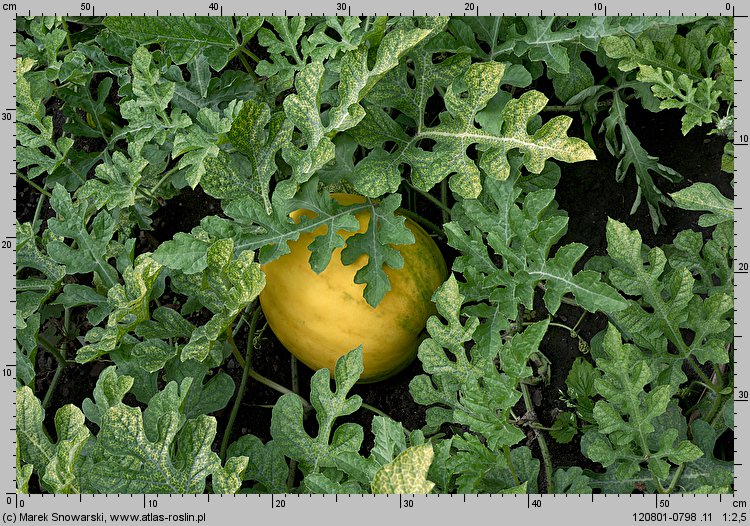 Citrullus lanatus cv. Zloto Wolicy (arbuz odm. Złoto Wolicy)