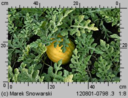 Citrullus lanatus cv. Zloto Wolicy (arbuz odm. Złoto Wolicy)