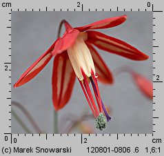 Bessera elegans (koralowa kropla)