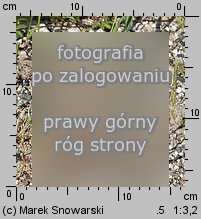 Corispermum pallasii (wrzosowiec cienkoskrzydełkowy)