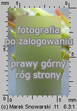 Corispermum pallasii (wrzosowiec cienkoskrzydełkowy)