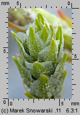 Corispermum pallasii (wrzosowiec cienkoskrzydełkowy)