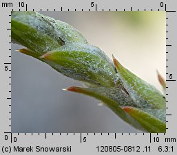 Corispermum pallasii (wrzosowiec cienkoskrzydełkowy)